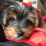 Dalila Bela Instagram – Happy 1st Birthday @ollie.elguapo!!!! I love you so much, and I’m so grateful to have such a loving, crazy, and adorable puppy!!! ❤️❤️❤️❤️