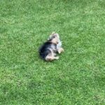 Dalila Bela Instagram – Happy 1st Birthday @ollie.elguapo!!!! I love you so much, and I’m so grateful to have such a loving, crazy, and adorable puppy!!! ❤️❤️❤️❤️