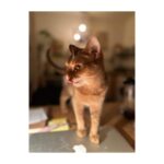 Damla Sönmez Instagram - A bit of good old Berlin(read it with an ê), some good old friends, a lot of walking, cooking at the market, plotting to tear down our inner walls… And most importantly, back to my old posting habits… but posting at 1am 🙃 you still don’t know how to D! El ne karışır? 🥂 Good night to all 💙 luv ya!