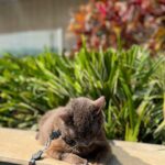 Dani Moreno Instagram - Feliz, alegre, forte, amor, sorte e MILAGRE!! Meu Rabisco de gato! Dia de sol no Rildy, finalmente!!
