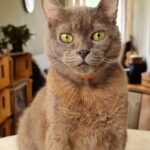 Dani Moreno Instagram – Meu milagre partiu… 
Minha alma gêmea em forma de felino lutou até o fim. 

Deus, cuida desse cara aí por mim. 
Ele ama colo, passeios e piscina, e é o mocinho mais doce do planeta…