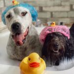 Daniela Castro Instagram – #10 •Chalota• 🐶❤️🐾🎊 
Cuando la adopté le prometí que estaría siempre para ella y ella me prometió que no me soltaría. Y así ha sido por 9 años. Bolita de pelos con ojos de aceituna, tufito de erizo y dientes de farkas: haces que mi vida sea más feliz… haces que mi vida sea vida 💘
1. Chaloti gozando su torta
2. Foto cumpleañera
3. Su edición Chaloti Malibú y ambas nos hicimos trenzas con conchitas jajaja
4. Lo que me demoro en ponerle su arnés y su emoción infinita 
5. Chalota’s Cake. Hecha por mi. Si quieres receta reel denle like al comentario que dejaré por si o por no 
6. La trencita Chalota Malibu
7. Cuando cumplió 5 (la torta era menos elaborada)
8. Estos abrazos me dan años de vida. Así la tomo antes de las escaleras mecánicas 
9. Ares y Chalota. 💘 ella es muy buena hermana, un poco mandona, pero buena
10. Cuando trabajé en la radio los 40 íbamos todos los días juntas y ella saludaba a todo el equipo
11. Guapo y Chalota. 😇 se que le costó mucho su partida, lo acompañó a su lado hasta que el ultimo minuto que lo llevamos a dormir
12. Chalota en la gala de viña. Lit fui porque la invitaron a ella
13. Chalota y Rey 👑. Gracias por aceptar siempre a todos los peyis que vienen a la casa
14. El día que llegó. Chaloti con 8-9 meses y yo con 9 años menos. 
Guaf!