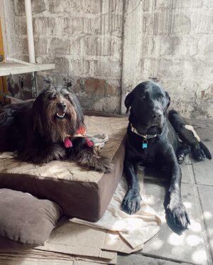 Daniela Castro Instagram - #10 •Chalota• 🐶❤️🐾🎊 
Cuando la adopté le prometí que estaría siempre para ella y ella me prometió que no me soltaría. Y así ha sido por 9 años. Bolita de pelos con ojos de aceituna, tufito de erizo y dientes de farkas: haces que mi vida sea más feliz… haces que mi vida sea vida 💘
1. Chaloti gozando su torta
2. Foto cumpleañera
3. Su edición Chaloti Malibú y ambas nos hicimos trenzas con conchitas jajaja
4. Lo que me demoro en ponerle su arnés y su emoción infinita 
5. Chalota’s Cake. Hecha por mi. Si quieres receta reel denle like al comentario que dejaré por si o por no 
6. La trencita Chalota Malibu
7. Cuando cumplió 5 (la torta era menos elaborada)
8. Estos abrazos me dan años de vida. Así la tomo antes de las escaleras mecánicas 
9. Ares y Chalota. 💘 ella es muy buena hermana, un poco mandona, pero buena
10. Cuando trabajé en la radio los 40 íbamos todos los días juntas y ella saludaba a todo el equipo
11. Guapo y Chalota. 😇 se que le costó mucho su partida, lo acompañó a su lado hasta que el ultimo minuto que lo llevamos a dormir
12. Chalota en la gala de viña. Lit fui porque la invitaron a ella
13. Chalota y Rey 👑. Gracias por aceptar siempre a todos los peyis que vienen a la casa
14. El día que llegó. Chaloti con 8-9 meses y yo con 9 años menos. 
Guaf!