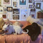 Daniela Castro Instagram - Una comunidad tan bonita que tiene el poder de transformar lo negativo en aportes positivos para todos 🙌🏻🩵🐶🐱🐭🐮 Después de este comentario, dimos vuelta la cosa y se llenaron mis stories de animales durmiendo en camas y sillones, puro amor del bueno! 🩷 aún me faltan muchos por compartir! Les agradezco infinito que se hayan sumado a esto que jamás pensé que tendría un impacto tan grande Las y los amo atte. Chalota, Ares y Yo