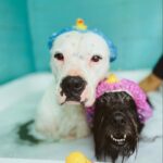 Daniela Castro Instagram - Una comunidad tan bonita que tiene el poder de transformar lo negativo en aportes positivos para todos 🙌🏻🩵🐶🐱🐭🐮 Después de este comentario, dimos vuelta la cosa y se llenaron mis stories de animales durmiendo en camas y sillones, puro amor del bueno! 🩷 aún me faltan muchos por compartir! Les agradezco infinito que se hayan sumado a esto que jamás pensé que tendría un impacto tan grande Las y los amo atte. Chalota, Ares y Yo