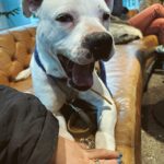 Daniela Castro Instagram - Una comunidad tan bonita que tiene el poder de transformar lo negativo en aportes positivos para todos 🙌🏻🩵🐶🐱🐭🐮 Después de este comentario, dimos vuelta la cosa y se llenaron mis stories de animales durmiendo en camas y sillones, puro amor del bueno! 🩷 aún me faltan muchos por compartir! Les agradezco infinito que se hayan sumado a esto que jamás pensé que tendría un impacto tan grande Las y los amo atte. Chalota, Ares y Yo