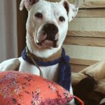 Daniela Castro Instagram - Una comunidad tan bonita que tiene el poder de transformar lo negativo en aportes positivos para todos 🙌🏻🩵🐶🐱🐭🐮 Después de este comentario, dimos vuelta la cosa y se llenaron mis stories de animales durmiendo en camas y sillones, puro amor del bueno! 🩷 aún me faltan muchos por compartir! Les agradezco infinito que se hayan sumado a esto que jamás pensé que tendría un impacto tan grande Las y los amo atte. Chalota, Ares y Yo