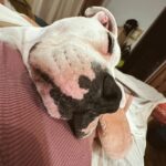 Daniela Castro Instagram - Una comunidad tan bonita que tiene el poder de transformar lo negativo en aportes positivos para todos 🙌🏻🩵🐶🐱🐭🐮 Después de este comentario, dimos vuelta la cosa y se llenaron mis stories de animales durmiendo en camas y sillones, puro amor del bueno! 🩷 aún me faltan muchos por compartir! Les agradezco infinito que se hayan sumado a esto que jamás pensé que tendría un impacto tan grande Las y los amo atte. Chalota, Ares y Yo
