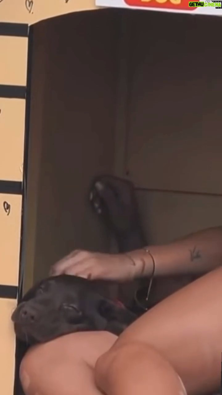 Daniela Castro Instagram - Guapiruliiis, tenemos nuevo capítulo favorito y fue el de la llegada de Canelo🐾🐾 Agradecemos a la producción de @tierrabrava13 por fomentar la tenencia responsable y el cuidado adecuado de nosotros los peyis. Estamos contentos por su llegada, es nuestro participante favorito después de nuestra mami🐶🐾 Gracias Canelo por hacerla feliz 🫶🏼 No estamos celosos, mami nos ha enseñado a dar amor siempre 🐾🤍 #tierrabrava #canal13 #danicastro #guapirulis