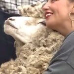 Daniela Castro Instagram - Nuestros momentos favoritos de la semana de nuestra mami en @tierrabrava13 🐶🙌🏼⁣ ¿cuál es el favorito de ustedes? 🤔❓⁣ ⁣ Les mandamos lenguetazos de amor! ⁣ Ya estamos listos para ver hoy un nuevo capítulo de @tierrabrava13 Los queremos guapirulis🫶🏼🐾💖 #tierrabrava #canal13 #reality #btsarmy