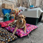 Daniela Castro Instagram - Agradecida de su ayuda Guapirulis! Y vamos por mas! Todo esto es gracias a ustedes! 💘🙌🏻 Hicieron historia con su ayuda por los animales y eso vale oro, ustedes valen oro! Donando o compartiendo todo es ayuda! 1,2 y 3. Caso de Shyla, quien tiene un refugio para perros. Perdió todo y murieron varios peludos 😪 en el incendio. Les llevamos de todo y verlos descansar en sus camas nuevas fue emocionante! Gracias por tú cariño @shylavalen 4,5 y 6. Monte Sinaí fue uno de los lugares más afectados por el incendio, perdieron todo y lamentablemente la ayuda no llega hasta allá. Pero lo logramos y conocimos a Odin, quien recibio su cama, comida, manta, plato nuevo. Odin fue el rostro de los miles de perros y gatos que recibieron su ayuda. Recibimos un cariño increíble a pesar de todo lo que están viviendo. Fuimos a una veterinaria improvisada y les entregamos insumos medicos mientras la perrita Fionna era atendida 7. Pudimos hacer todo esto gracias a @transportes.krt quienes no dudaron en ayudarnos y lo dieron todo! 8. Pasamos al hospital de campaña que organizo @cuchufli_y_negro a entregar ayuda para que puedan seguir haciendo su labor. Este Peyi fue atropllado mientras arrancaba del incendio y justo llegamos cuando estaba siendo atendido de urgencia 9. Pasamos a Quilpué a ver a Caro Pet quien estaba gaciendo todo por ayudar a los animales y se emocionó hasta las lagrimas de recibirnos, no lo podía creer. Ella estaba sacando todo de su bolsillo para poder atender a los animales afectados 10. Nos quedan visitas a terreno aún, tenemos Segundo stock y ya sabemos que otras cosas necesitan que no teníamos en el listado. Si pueden ayudar compartiendo la info o donando los animales se lo agradecen Gracias a @mestizosmagazine por incentivarme y apoyarme en todo esto y por el trabajo que hacen! Tremendo equipo! *Pasamos a Escuela libertador Bernardo O. En viña y necesitan ayuda para el traslado de animales y disponibilidad en clinicas vet. El colegio va a volver a su uso normal y están contra el tiempo