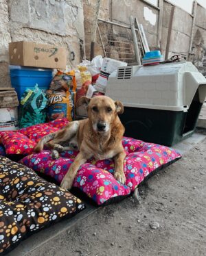 Daniela Castro Instagram - Agradecida de su ayuda Guapirulis! Y vamos por mas! Todo esto es gracias a ustedes! 💘🙌🏻 Hicieron historia con su ayuda por los animales y eso vale oro, ustedes valen oro! Donando o compartiendo todo es ayuda! 
 
1,2 y 3. Caso de Shyla, quien tiene un refugio para perros. Perdió todo y murieron varios peludos 😪 en el incendio. Les llevamos de todo y verlos descansar en sus camas nuevas fue emocionante! Gracias por tú cariño @shylavalen 
4,5 y 6. Monte Sinaí fue uno de los lugares más afectados por el incendio, perdieron todo y lamentablemente la ayuda no llega hasta allá. Pero lo logramos y conocimos a Odin, quien recibio su cama, comida, manta, plato nuevo. Odin fue el rostro de los miles de perros y gatos que recibieron su ayuda. Recibimos un cariño increíble a pesar de todo lo que están viviendo. Fuimos a una veterinaria improvisada y les entregamos insumos medicos mientras la perrita Fionna era atendida 
7. Pudimos hacer todo esto gracias a @transportes.krt quienes no dudaron en ayudarnos y lo dieron todo!
8. Pasamos al hospital de campaña que organizo @cuchufli_y_negro a entregar ayuda para que puedan seguir haciendo su labor. Este Peyi fue atropllado mientras arrancaba del incendio y justo llegamos cuando estaba siendo atendido de urgencia
9. Pasamos a Quilpué a ver a Caro Pet quien estaba gaciendo todo por ayudar a los animales y se emocionó hasta las lagrimas de recibirnos, no lo podía creer. Ella estaba sacando todo de su bolsillo para poder atender a los animales afectados
10. Nos quedan visitas a terreno aún, tenemos Segundo stock y ya sabemos que otras cosas necesitan que no teníamos en el listado. Si pueden ayudar compartiendo la info o donando los animales se lo agradecen

Gracias a @mestizosmagazine por incentivarme y apoyarme en todo esto y por el trabajo que hacen! Tremendo equipo! 

*Pasamos a Escuela libertador Bernardo O. En viña y necesitan ayuda para el traslado de animales y disponibilidad en clinicas vet. El colegio va a volver a su uso normal y están contra el tiempo