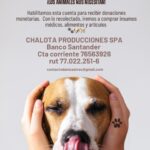 Daniela Castro Instagram - Agradecida de su ayuda Guapirulis! Y vamos por mas! Todo esto es gracias a ustedes! 💘🙌🏻 Hicieron historia con su ayuda por los animales y eso vale oro, ustedes valen oro! Donando o compartiendo todo es ayuda! 1,2 y 3. Caso de Shyla, quien tiene un refugio para perros. Perdió todo y murieron varios peludos 😪 en el incendio. Les llevamos de todo y verlos descansar en sus camas nuevas fue emocionante! Gracias por tú cariño @shylavalen 4,5 y 6. Monte Sinaí fue uno de los lugares más afectados por el incendio, perdieron todo y lamentablemente la ayuda no llega hasta allá. Pero lo logramos y conocimos a Odin, quien recibio su cama, comida, manta, plato nuevo. Odin fue el rostro de los miles de perros y gatos que recibieron su ayuda. Recibimos un cariño increíble a pesar de todo lo que están viviendo. Fuimos a una veterinaria improvisada y les entregamos insumos medicos mientras la perrita Fionna era atendida 7. Pudimos hacer todo esto gracias a @transportes.krt quienes no dudaron en ayudarnos y lo dieron todo! 8. Pasamos al hospital de campaña que organizo @cuchufli_y_negro a entregar ayuda para que puedan seguir haciendo su labor. Este Peyi fue atropllado mientras arrancaba del incendio y justo llegamos cuando estaba siendo atendido de urgencia 9. Pasamos a Quilpué a ver a Caro Pet quien estaba gaciendo todo por ayudar a los animales y se emocionó hasta las lagrimas de recibirnos, no lo podía creer. Ella estaba sacando todo de su bolsillo para poder atender a los animales afectados 10. Nos quedan visitas a terreno aún, tenemos Segundo stock y ya sabemos que otras cosas necesitan que no teníamos en el listado. Si pueden ayudar compartiendo la info o donando los animales se lo agradecen Gracias a @mestizosmagazine por incentivarme y apoyarme en todo esto y por el trabajo que hacen! Tremendo equipo! *Pasamos a Escuela libertador Bernardo O. En viña y necesitan ayuda para el traslado de animales y disponibilidad en clinicas vet. El colegio va a volver a su uso normal y están contra el tiempo