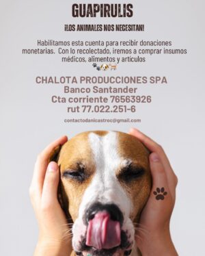 Daniela Castro Instagram - Agradecida de su ayuda Guapirulis! Y vamos por mas! Todo esto es gracias a ustedes! 💘🙌🏻 Hicieron historia con su ayuda por los animales y eso vale oro, ustedes valen oro! Donando o compartiendo todo es ayuda! 
 
1,2 y 3. Caso de Shyla, quien tiene un refugio para perros. Perdió todo y murieron varios peludos 😪 en el incendio. Les llevamos de todo y verlos descansar en sus camas nuevas fue emocionante! Gracias por tú cariño @shylavalen 
4,5 y 6. Monte Sinaí fue uno de los lugares más afectados por el incendio, perdieron todo y lamentablemente la ayuda no llega hasta allá. Pero lo logramos y conocimos a Odin, quien recibio su cama, comida, manta, plato nuevo. Odin fue el rostro de los miles de perros y gatos que recibieron su ayuda. Recibimos un cariño increíble a pesar de todo lo que están viviendo. Fuimos a una veterinaria improvisada y les entregamos insumos medicos mientras la perrita Fionna era atendida 
7. Pudimos hacer todo esto gracias a @transportes.krt quienes no dudaron en ayudarnos y lo dieron todo!
8. Pasamos al hospital de campaña que organizo @cuchufli_y_negro a entregar ayuda para que puedan seguir haciendo su labor. Este Peyi fue atropllado mientras arrancaba del incendio y justo llegamos cuando estaba siendo atendido de urgencia
9. Pasamos a Quilpué a ver a Caro Pet quien estaba gaciendo todo por ayudar a los animales y se emocionó hasta las lagrimas de recibirnos, no lo podía creer. Ella estaba sacando todo de su bolsillo para poder atender a los animales afectados
10. Nos quedan visitas a terreno aún, tenemos Segundo stock y ya sabemos que otras cosas necesitan que no teníamos en el listado. Si pueden ayudar compartiendo la info o donando los animales se lo agradecen

Gracias a @mestizosmagazine por incentivarme y apoyarme en todo esto y por el trabajo que hacen! Tremendo equipo! 

*Pasamos a Escuela libertador Bernardo O. En viña y necesitan ayuda para el traslado de animales y disponibilidad en clinicas vet. El colegio va a volver a su uso normal y están contra el tiempo
