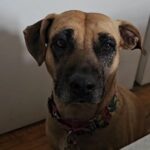 Daniela Luján Instagram - Este reel se editó y se subió después de su paseo. Ninguna Pancetta fue lastimada en la grabación de este video. . . @royalcaninmexico