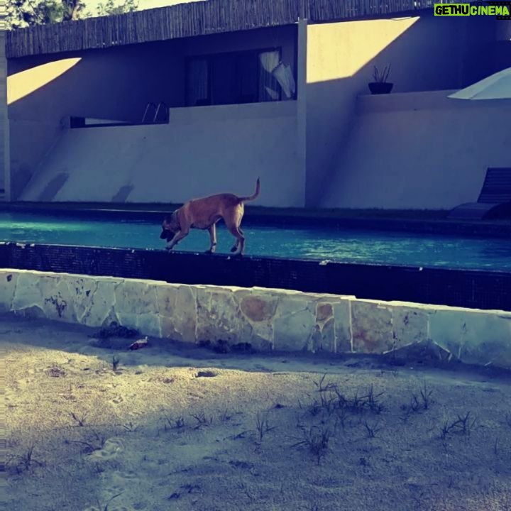 Daniela Luján - 44.5K Likes - En año y medio que tiene #Pancetta con nosotros por fin hemos viajado a la playa y está desataaaadaaaa! Te amo mucho perrita de amor.
.
.
@royalcaninmexico