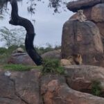 Daniela Luján Instagram - 🐾 Pienso que a Pancetta le hubiera encantado el reino animal... #animalkingdomdisney @dreamdestinationsmexico