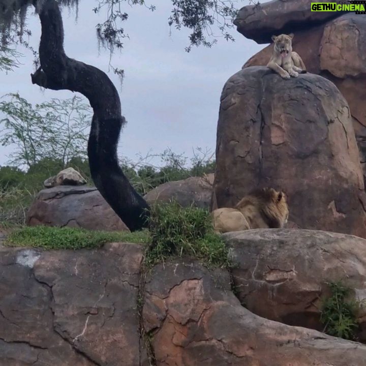 Daniela Luján Instagram - 🐾 Pienso que a Pancetta le hubiera encantado el reino animal... #animalkingdomdisney @dreamdestinationsmexico