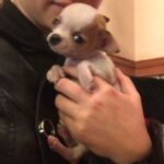Daniela Nicolás Instagram – ¡Feliz cumpleaños @milo.taquito ! 😍♥️ 
Hoy, hace 9 años nació este ratoncito que lleva todo este tiempo alegrándome la vida. Llegó de sorpresa, mis papás me lo regalaron para mi cumpleaños, al poco tiempo de haber perdido a Simón, mi perrito. Yo no quería, tenía mucha pena, pero lo vi y fue amor a primera vista. Desde ese día no nos separamos más ♥️ hemos viajado juntos, dormimos acurrucados, le gusta que le rasque la guatita, cuando estoy triste se pega y no se levanta hasta que estoy mejor, se enoja si me demoro mucho en la ducha, tiene ladridos especiales para acusar a la perrita de mis papás cuando lo molesta, cuando quiere más comida, cuando se pica, etc. y así por 9 años 😍 y espero que sigamos muchos años más juntos coleccionando momentos Milito lindo, mi compañero fiel que amo con todo mi corazón ♥️

PD: la segunda foto es el día que me lo regalaron, era para derretirse ♥️