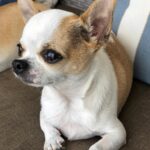 Daniela Nicolás Instagram – ¡Feliz cumpleaños @milo.taquito ! 😍♥️ 
Hoy, hace 9 años nació este ratoncito que lleva todo este tiempo alegrándome la vida. Llegó de sorpresa, mis papás me lo regalaron para mi cumpleaños, al poco tiempo de haber perdido a Simón, mi perrito. Yo no quería, tenía mucha pena, pero lo vi y fue amor a primera vista. Desde ese día no nos separamos más ♥️ hemos viajado juntos, dormimos acurrucados, le gusta que le rasque la guatita, cuando estoy triste se pega y no se levanta hasta que estoy mejor, se enoja si me demoro mucho en la ducha, tiene ladridos especiales para acusar a la perrita de mis papás cuando lo molesta, cuando quiere más comida, cuando se pica, etc. y así por 9 años 😍 y espero que sigamos muchos años más juntos coleccionando momentos Milito lindo, mi compañero fiel que amo con todo mi corazón ♥️

PD: la segunda foto es el día que me lo regalaron, era para derretirse ♥️