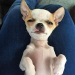 Daniela Nicolás Instagram – ¡Feliz cumpleaños @milo.taquito ! 😍♥️ 
Hoy, hace 9 años nació este ratoncito que lleva todo este tiempo alegrándome la vida. Llegó de sorpresa, mis papás me lo regalaron para mi cumpleaños, al poco tiempo de haber perdido a Simón, mi perrito. Yo no quería, tenía mucha pena, pero lo vi y fue amor a primera vista. Desde ese día no nos separamos más ♥️ hemos viajado juntos, dormimos acurrucados, le gusta que le rasque la guatita, cuando estoy triste se pega y no se levanta hasta que estoy mejor, se enoja si me demoro mucho en la ducha, tiene ladridos especiales para acusar a la perrita de mis papás cuando lo molesta, cuando quiere más comida, cuando se pica, etc. y así por 9 años 😍 y espero que sigamos muchos años más juntos coleccionando momentos Milito lindo, mi compañero fiel que amo con todo mi corazón ♥️

PD: la segunda foto es el día que me lo regalaron, era para derretirse ♥️
