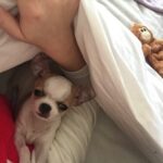 Daniela Nicolás Instagram – ¡Feliz cumpleaños @milo.taquito ! 😍♥️ 
Hoy, hace 9 años nació este ratoncito que lleva todo este tiempo alegrándome la vida. Llegó de sorpresa, mis papás me lo regalaron para mi cumpleaños, al poco tiempo de haber perdido a Simón, mi perrito. Yo no quería, tenía mucha pena, pero lo vi y fue amor a primera vista. Desde ese día no nos separamos más ♥️ hemos viajado juntos, dormimos acurrucados, le gusta que le rasque la guatita, cuando estoy triste se pega y no se levanta hasta que estoy mejor, se enoja si me demoro mucho en la ducha, tiene ladridos especiales para acusar a la perrita de mis papás cuando lo molesta, cuando quiere más comida, cuando se pica, etc. y así por 9 años 😍 y espero que sigamos muchos años más juntos coleccionando momentos Milito lindo, mi compañero fiel que amo con todo mi corazón ♥️

PD: la segunda foto es el día que me lo regalaron, era para derretirse ♥️