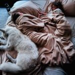 Daniela Ruah Instagram - He thinks he’s one of them… and… he kinda is. . Ele acha que é um deles… e… é um bocado… . #IceTheLargePuppy #Bodyguard #shepherd #kids #mornings #siblings #besties #family #summer #love