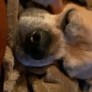 Daniella Salvi Instagram - My sweetie Coco ❤️ You were with us 16 beautiful years since I was 8 years old. This is so hard for me, I wish you were still here Coco :( I couldn’t leave a room without you looking for me and barking for me to come back to you and hold you. Our love was beyond words. It was pure, it was innocent and it made me who I am today. I love you forever my babyboy. Thank you for being the amazing baby you were to me. Now you can rest with your brother Sparky in heaven. My forever angels ❤️ I can’t thank you both enough for growing up with me. I miss you forever ♾️