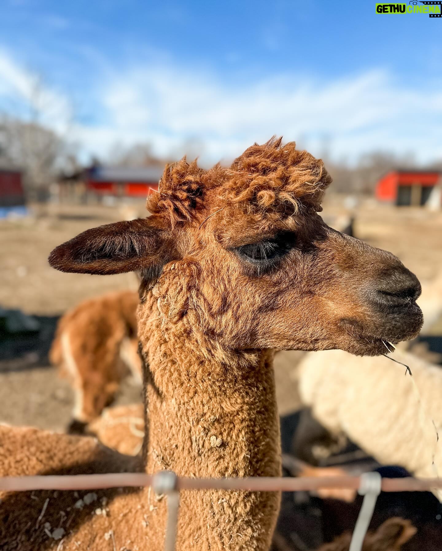 Danielle Busby Instagram - Enjoying my bestie time away this week! Nothing better than a sweaty workout then a stop at @lowryslittleflockfarm ! Love it here! Makes me want to live in the country.. well besides the part where the alpaca spit on me, twice 🤣 #busbyventure #farmlife #itsabuzzworld