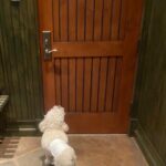 Danneel Ackles Instagram - We all feel the same way Icarus….. Already missing @JensenAckles but wishing him the best of luck as he finishes up Season 3 of @theboystv Hurry back! We will be waiting by the door 🤍 #theboystv #soldierboy #season3