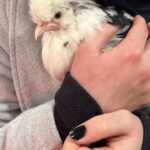 Daria Berenato Instagram - Anyone who knows my fiancé @fit_tonicassano knows that she’s wanted chickens for years!! I’ve been saying no…low key so me and the kids could surprise her for Christmas 😅🎄 Her reaction is priceless 🐔