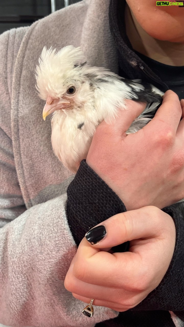 Daria Berenato Instagram - Anyone who knows my fiancé @fit_tonicassano knows that she’s wanted chickens for years!! I’ve been saying no…low key so me and the kids could surprise her for Christmas 😅🎄 Her reaction is priceless 🐔