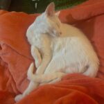 DeVore Ledridge Instagram - little field mouse in my home