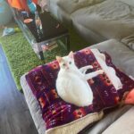 DeVore Ledridge Instagram - little field mouse in my home