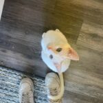 DeVore Ledridge Instagram - little field mouse in my home