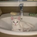 DeVore Ledridge Instagram – my little field mouse