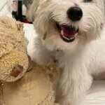 Debra Messing Instagram – Happy Friday!! Going into the weekend like Henry after a bath! Does your pup do this?!

#dogbath #zoomies #happyfriday