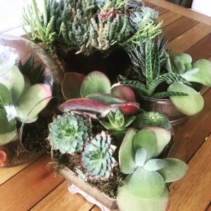 Demet Akbağ Instagram - Mini kaktus bahcem oldu😉
@dr.neslihaniskit ve @sedefiybar gayretleriyle🌵
