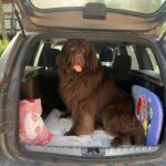 Denise Dumas Instagram - Rocco conoció el mar. Por su raza creí que iba a ser Baywatch pero resultó que no tenía el don!!!! Jajajaja! Una ola lo pasó por arriba y terminó su amor por el mar… lo que le gustó mucho es mirarlo! Jajjaja! ❤️
