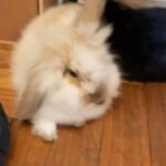 Denise Dumas Instagram - Coco y Vainilla 🐰🐰❤️❤️