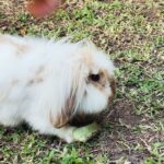 Denise Dumas Instagram - Casi nos morimos con esta noticia!!!!!! Miro al jardín y veo un conejito bebé que sale atrás de Vainilla…. Coco y Vainilla tuvieron hijitos!!!!!!!🐰🐰❤️Primero un bebé y al ratito salió otro!!!! Ya andan corriendo los cuatro por todos lados… veremos si siguen saliendo más!!!!! Jajajjaj! Estamos muy felices!!!!!!!!