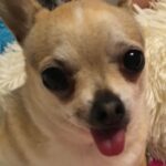 Denise Richards Instagram - George our hearts are broken 💔 You were with us for 15 yrs. Everyone loved you & anyone that met you with your sweet & fiesty personality you turned everyone into the biggest chihuahua lover. You ruled our home & snoozed with us every night. The only thing helping me is knowing you're with all your buds & Nana. Especially since you were there for us helping get through the loss of her. I'm so so sad Georgie I love you so so much & will miss you so much. Thank you for blessing us with you being our furry son, sibling, & best friend to many. I love you my George ❤️🐾