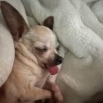 Denise Richards Instagram - George😎 Still snoozing 💤
