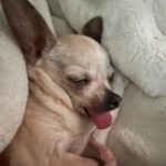 Denise Richards Instagram - George our hearts are broken 💔 You were with us for 15 yrs. Everyone loved you & anyone that met you with your sweet & fiesty personality you turned everyone into the biggest chihuahua lover. You ruled our home & snoozed with us every night. The only thing helping me is knowing you're with all your buds & Nana. Especially since you were there for us helping get through the loss of her. I'm so so sad Georgie I love you so so much & will miss you so much. Thank you for blessing us with you being our furry son, sibling, & best friend to many. I love you my George ❤️🐾