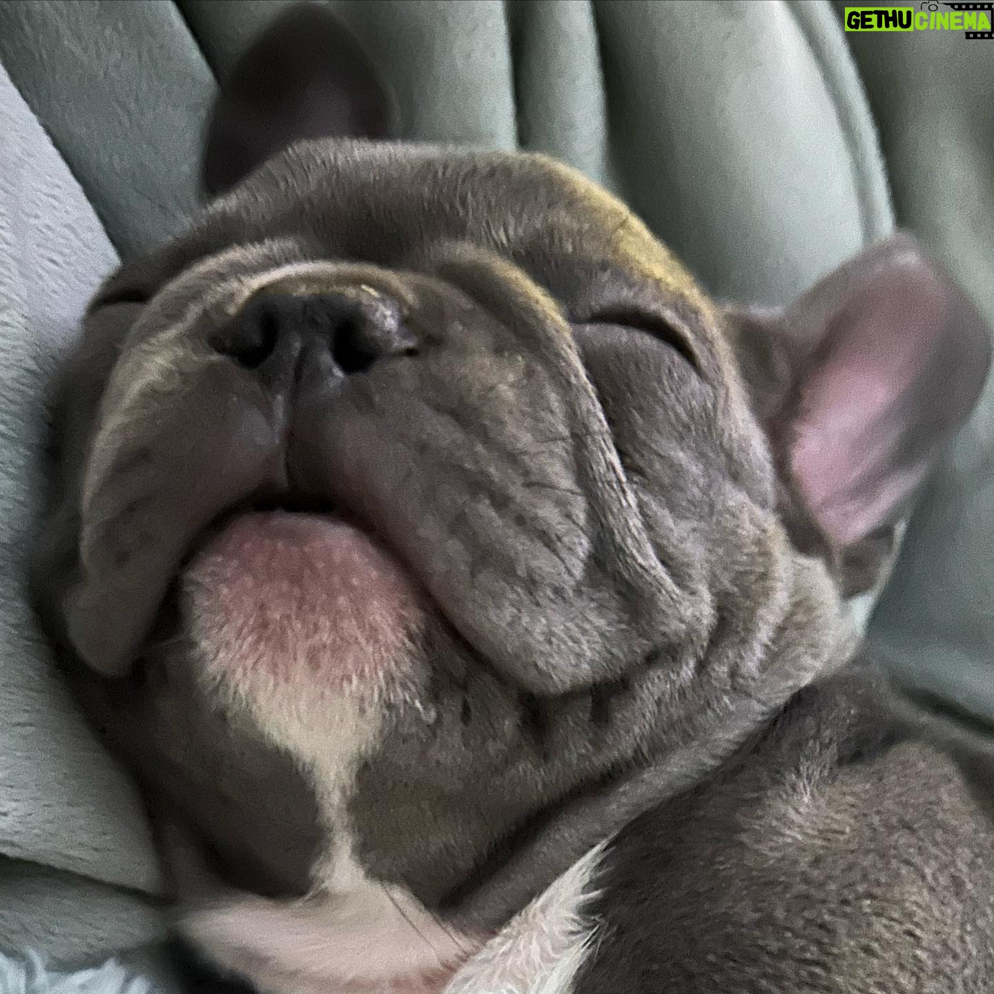 Denise Richards - 29.9K Likes - Happy Easter!!! 🐣
My daughter brought a surprise & adopted this lil one for me. His name is Maverick after Tommy Cruise @tomcruise in #topgun obviously. He's a little buttercup we love him already. Have a wonderful Easter... 🐣