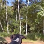 Denise Richards Instagram - Canoeing in Hawaii with the Hina & Aka…wait till the end for an extra special mahalo🐢