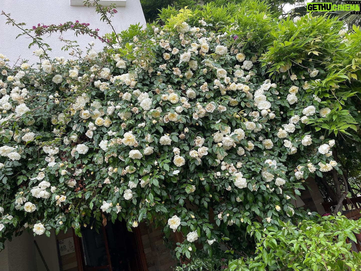 Derya Baykal Instagram - Kısa bir mola...🙏🧿🌸 #çiçekiyileştirir #yazhazırlıkları #ayvalık #evim #seçimdeordayım🫶