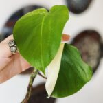 Derya Şensoy Instagram - Nazar değdirmek yasak 🌱🧿