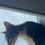 Devina Aureel Instagram – adopt don’t shop dan rasakan sendiri kenikmatannya ❤️