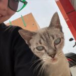 Devina Aureel Instagram – anak kucing memang lucu tapi kalo ga keurus dan cuma ketakutan di jalan karena diusirin dan ga dikasih makan kan huhu mau bawa pulang semua anak di bumi juga ga realistis xixi ayo pro steril ril ril ril bantu steril kucing jalanan juga yuk yak yuk mkc bnyk tq 4 reading dan semoga terketuk pintu hatimu luv u dan tentunya jangan lupa!! adopt don’t shop arigatou people of the world
